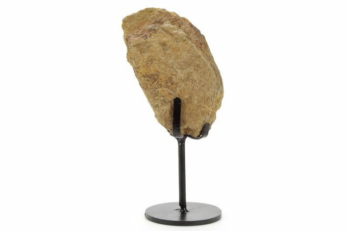Dinosaur (Triceratops) Frill Shield Section w/ Stand - South Dakota #378572